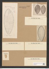 Surirella kerguelensis Grun. (de-Toni-Nr.: Genus 53, Species 2386) Zeichnungen Sammlung Grunow Nr. 4792 (NHMW-BOT-W0372934)